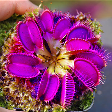 Purple Venus Flytrap ? Exotic Carnivorous Plant with Vibrant Purple Traps | Live Potted Dionaea Muscipula