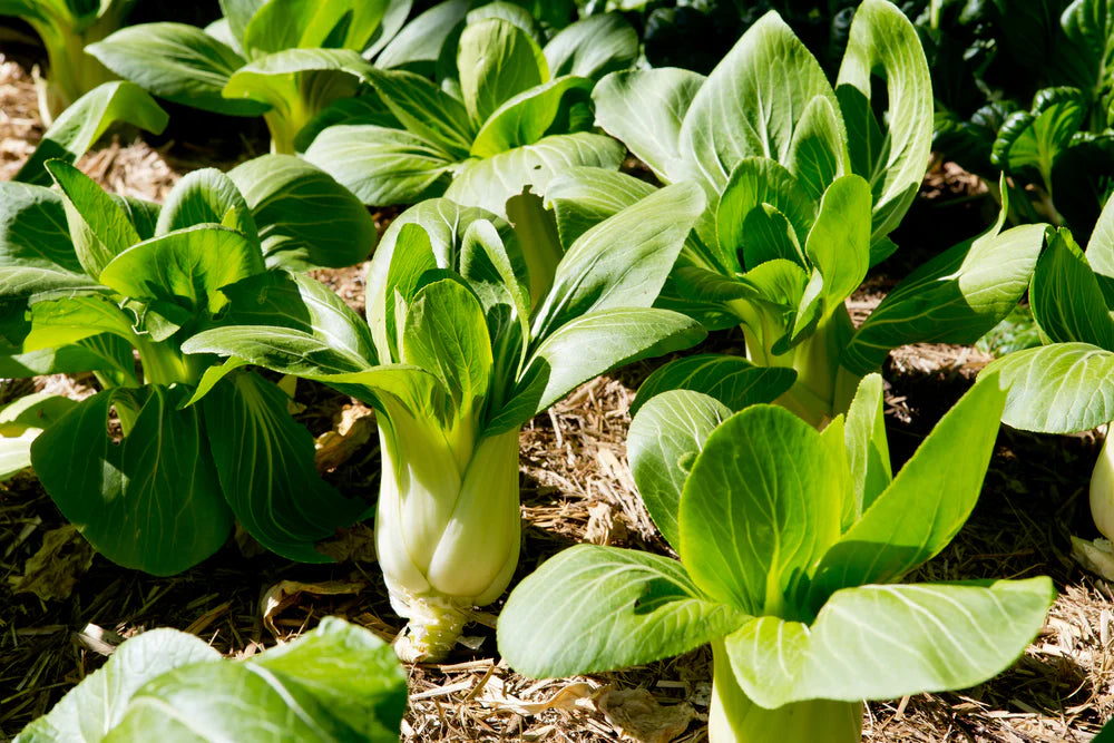 Dwarf Pak Choi Vegetable Seeds for Planting heirloom & Non-GMO Seeds