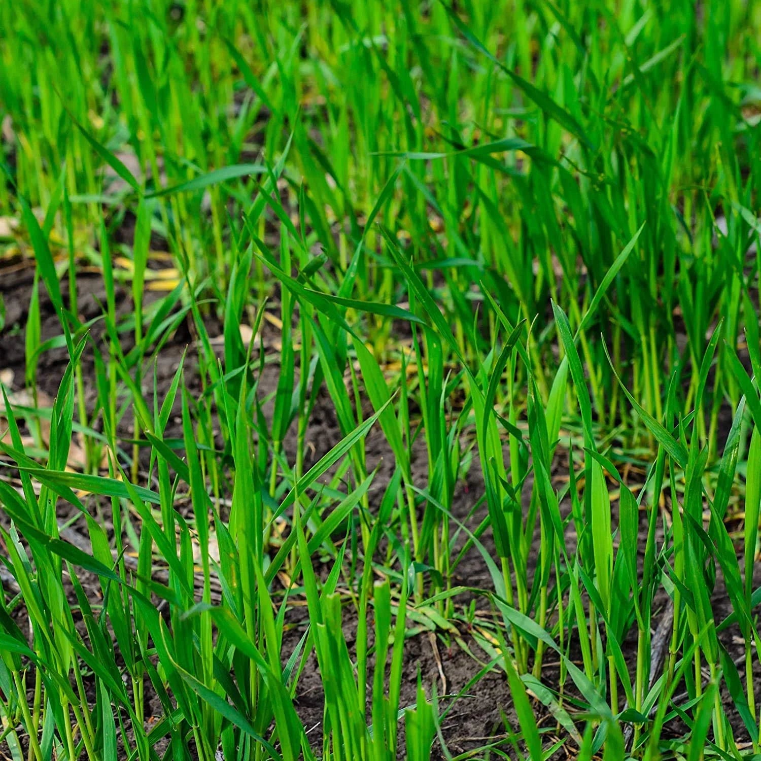 Scotts Turf Builder Grass Seed Tall Fescue Mix