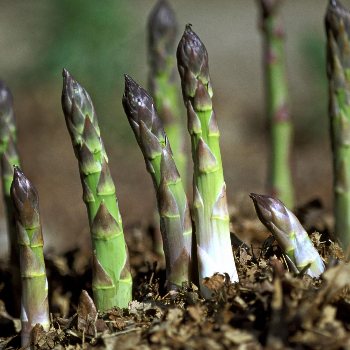Asparagus Garden Seeds for Planting heirloom & Non-GMO Seeds