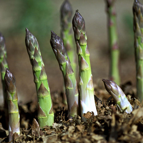 Asparagus Garden Seeds for Planting heirloom & Non-GMO Seeds