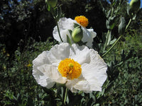 Romneya Coulteri Matilija Poppy Flower Seeds for Planting NON GMO Seeds