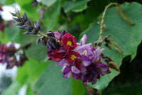 Kudzu Pueraria Lobata Plant Seeds for Planting - Heirloom and Non-GMO Garden Seeds