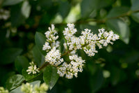 Heirloom Non-GMO White Privet Flower Seeds for Planting ƒ?? Fragrant Blooms for Hedges and Ornamental Gardens