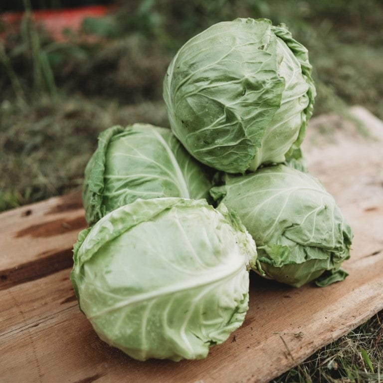 Golden Acre Cabbage Seeds for Planting heirloom & Non-GMO Seeds