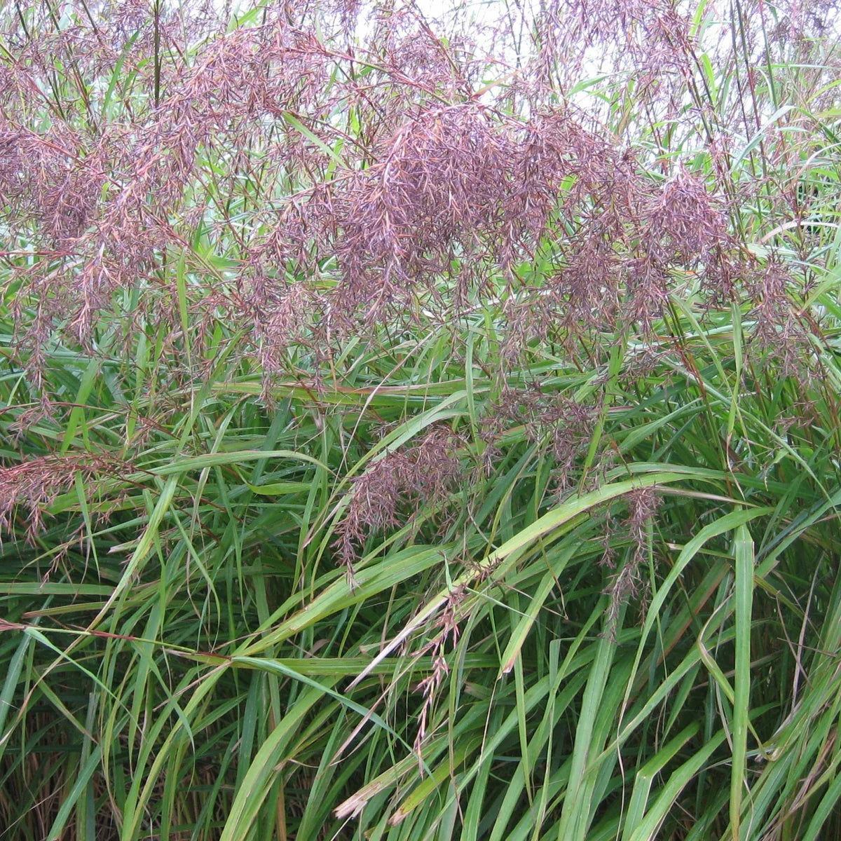 Cymbopogon citratus 'Purple' ? Purple Lemongrass