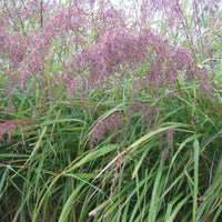 Cymbopogon citratus 'Purple' ? Purple Lemongrass