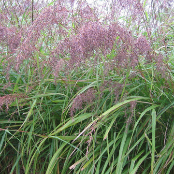 Cymbopogon citratus 'Purple' ? Purple Lemongrass
