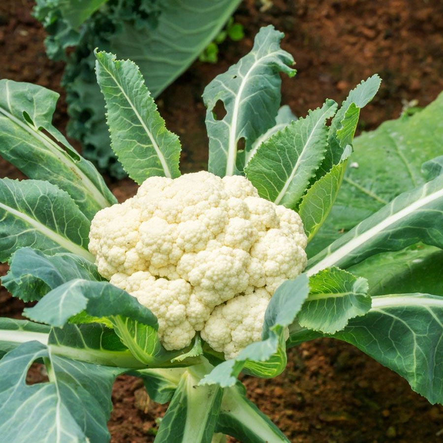 Easy Growing Cauliflower heirloom seeds for home garden planting
