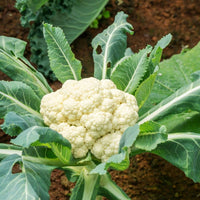 Easy Growing Cauliflower heirloom seeds for home garden planting