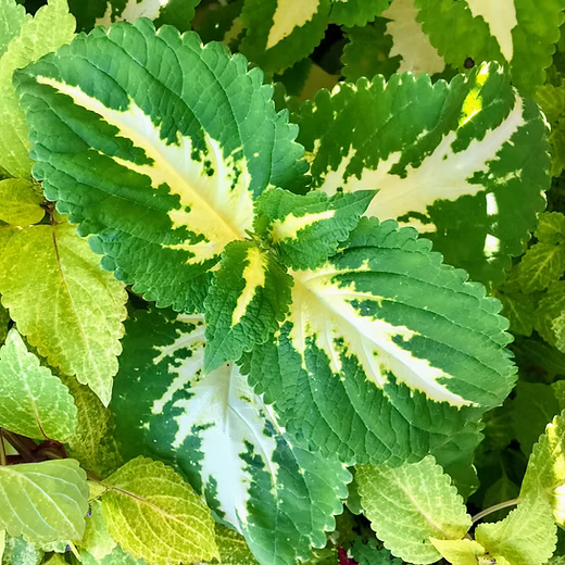 Coleus kong Green Plant Seeds - Heirloom Non GMO seeds for Planting