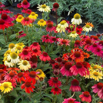 Mixed Echinacea Cheyenne Spirit Wildflower Seeds for Planting - To attract Pollinators & Butterflies, GMO Free Seeds - Echinacea for planting in home garden