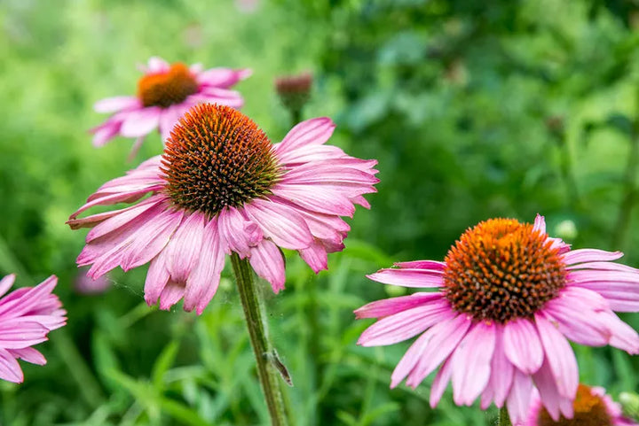 Purple Coneflower Seeds – Heirloom Non-GMO Flower Seeds for Pollinator-Friendly Garden Planting