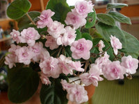 Organic Light Pink African Violet Flower Seeds for Planting – Heirloom, Non-GMO