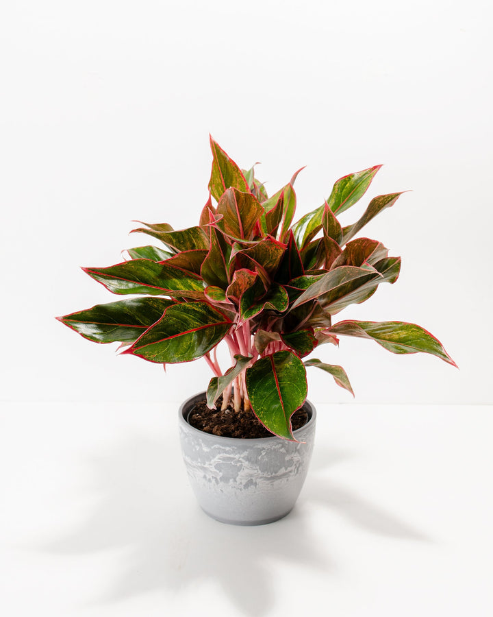Organic Heirloom Non-GMO Aglaonema Seeds for Planting – Healthy Vibrant Indoor Plants