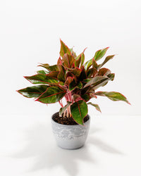Organic Heirloom Non-GMO Aglaonema Seeds for Planting – Healthy Vibrant Indoor Plants