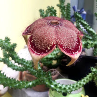Edithcolea Flower Seeds for Planting - NON GMO Seeds
