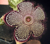 Edithcolea Flower Seeds for Planting - NON GMO Seeds