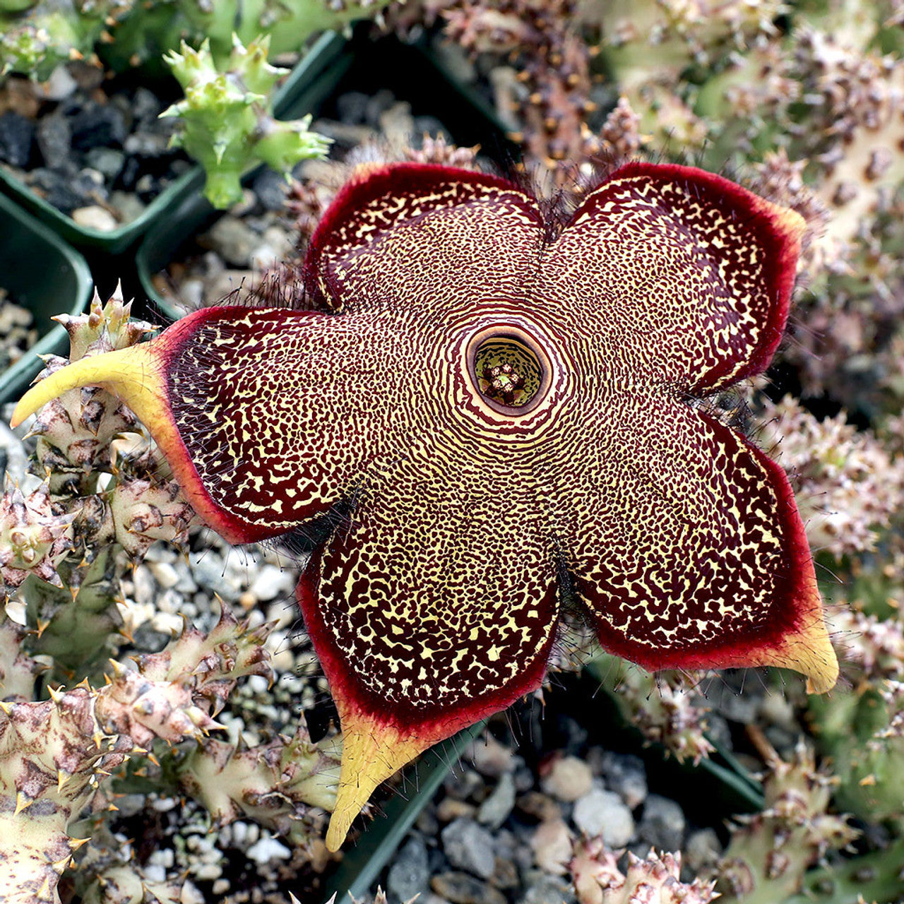 Edithcolea Flower Seeds for Planting - NON GMO Seeds