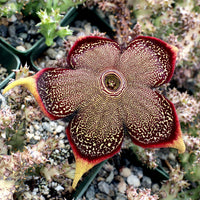 Edithcolea Flower Seeds for Planting - NON GMO Seeds