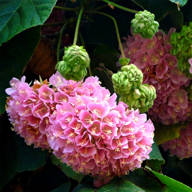 Heirloom Non-GMO Dombeya Bourgassiae Flower Seeds for Planting – Rare Tropical Shrub Blooms