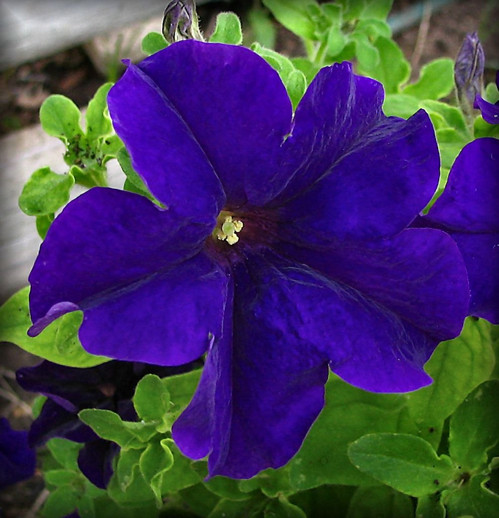 Blue Petunia Flower Seeds - Heirloom, NON-GMO, Easy Planting for Garden, Hanging Baskets & Borders