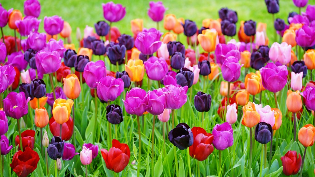 Mixed tulip blooms creating a vibrant spring garden display.