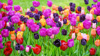 Mixed tulip blooms creating a vibrant spring garden display.