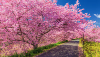 Kirschbaum Flower Seeds for Planting, Unique Variety, 100 pcs
