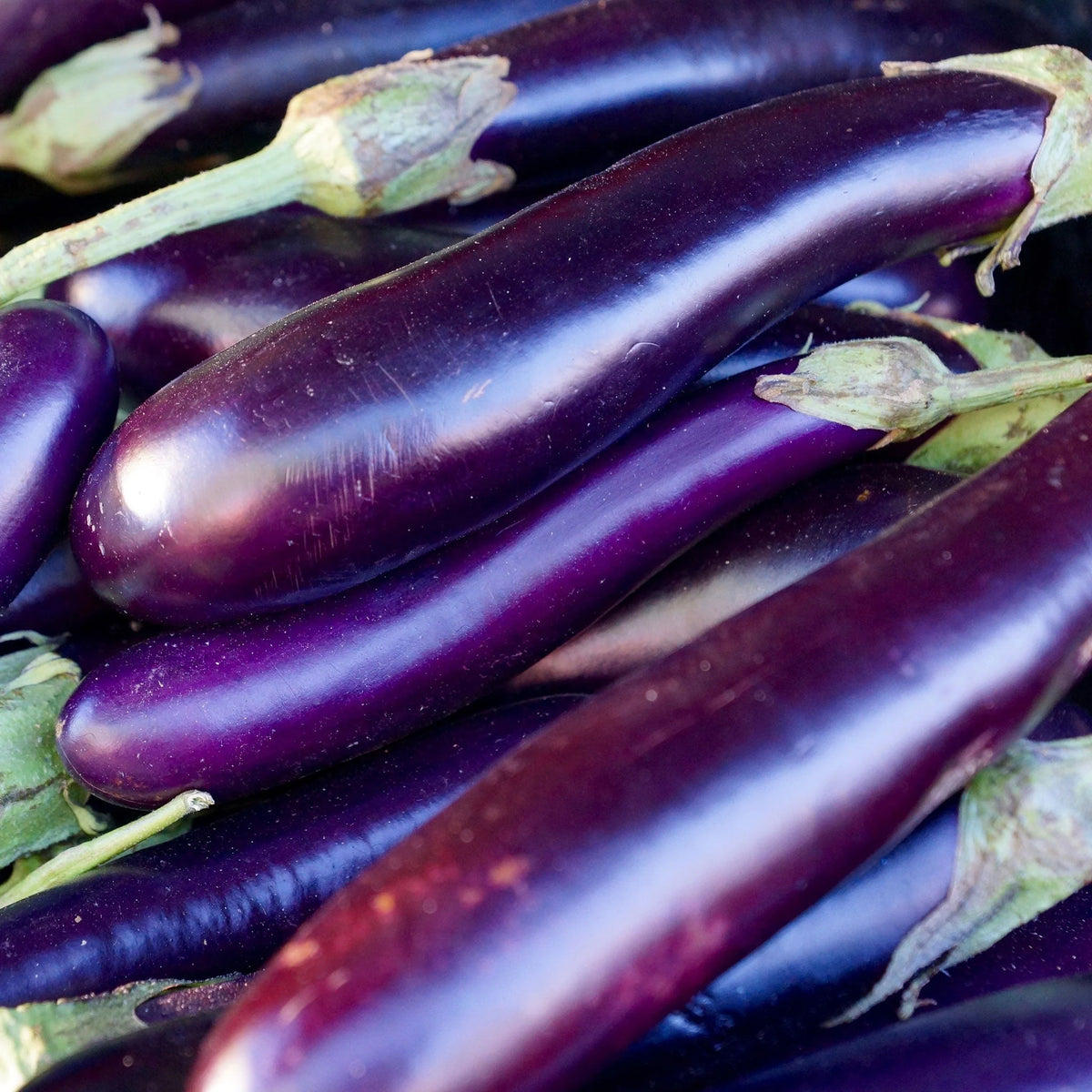 Millionaire Purple Hybrid Eggplant Seeds for Planting