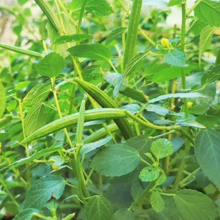 Healthy Egyptian Spinach plants growing in a raised garden bed.