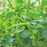 Healthy Egyptian Spinach plants growing in a raised garden bed.
