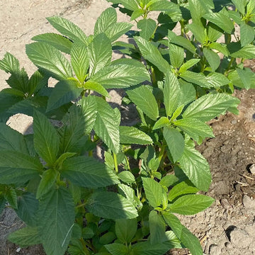 Egyptian Spinach seeds for home garden planting.
