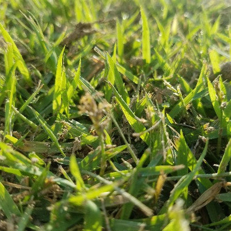 Zoysia El Toro Grass Seeds - Premium Warm-Season Lawn Grass for Lush, Low-Maintenance Lawns