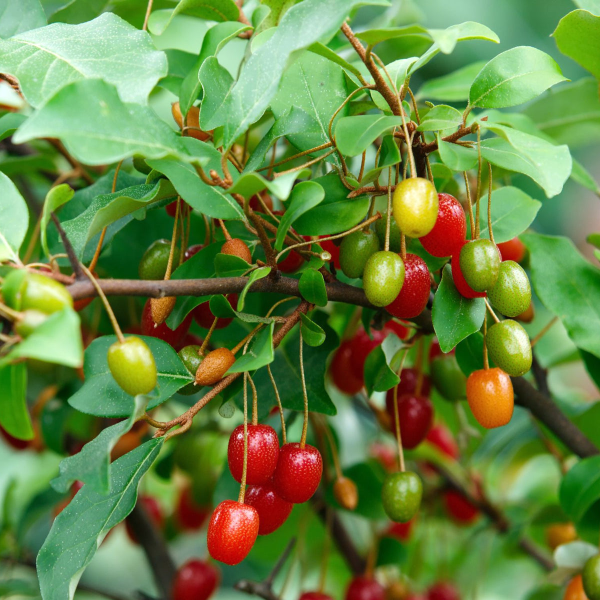 Elaeagnus multiflora fruit seeds suitable for raised beds and large containers.