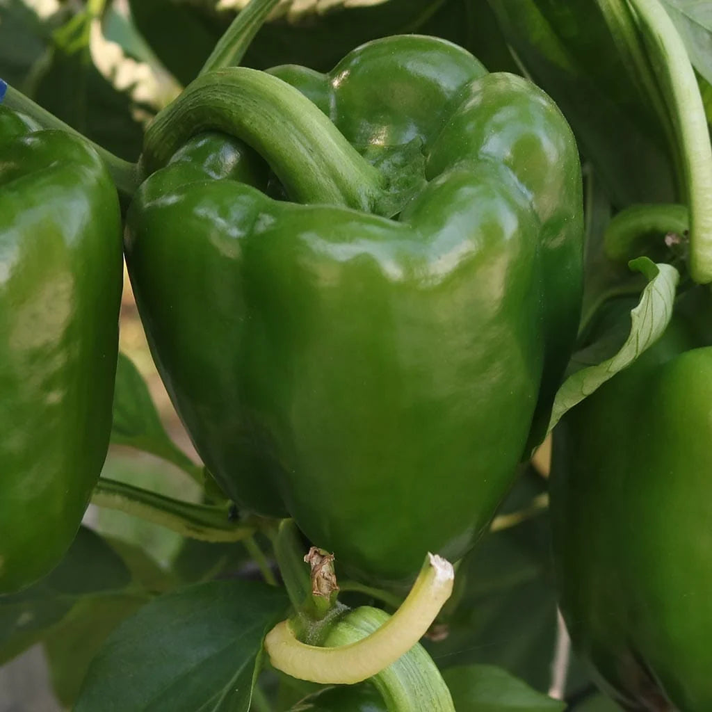 Large green Emerald Giant Sweet Bell Peppers growing on the plant.