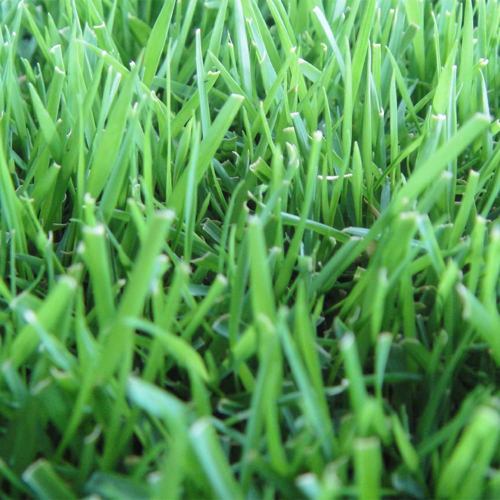 Zoysia Empire Grass Seed ? Premium Warm-Season Lawn Grass for a Lush, Low-Maintenance Lawn