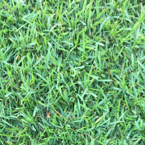 Zoysia Empire Grass Seed ? Premium Warm-Season Lawn Grass for a Lush, Low-Maintenance Lawn