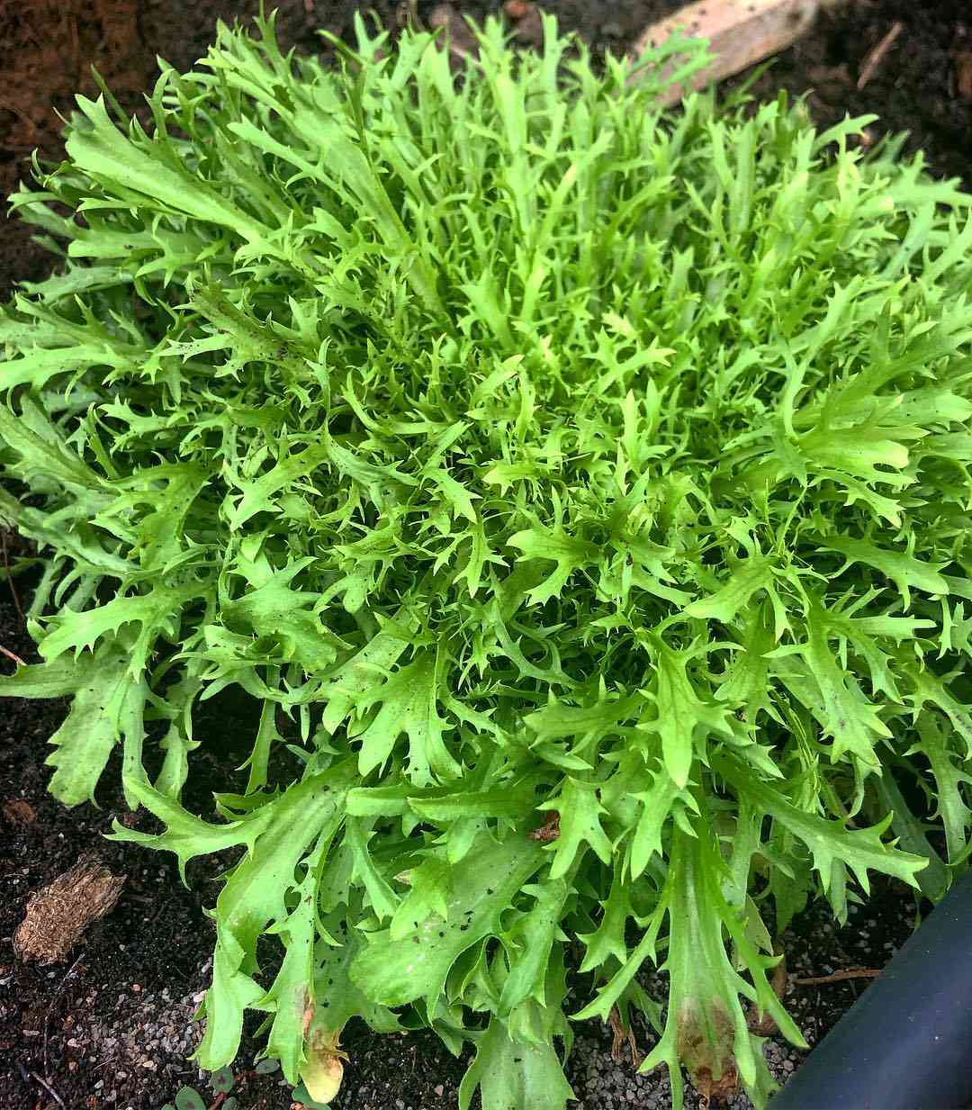 Endive Lettuce Curly Frisee Seeds for Planting heirloom & Non-GMO Seeds