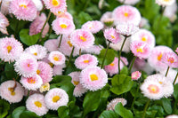 Margarita Roja Flower Seeds for Planting - 100 pcs