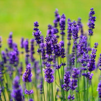 Lavanda Flower Seeds for Planting - NON GMO Seeds
