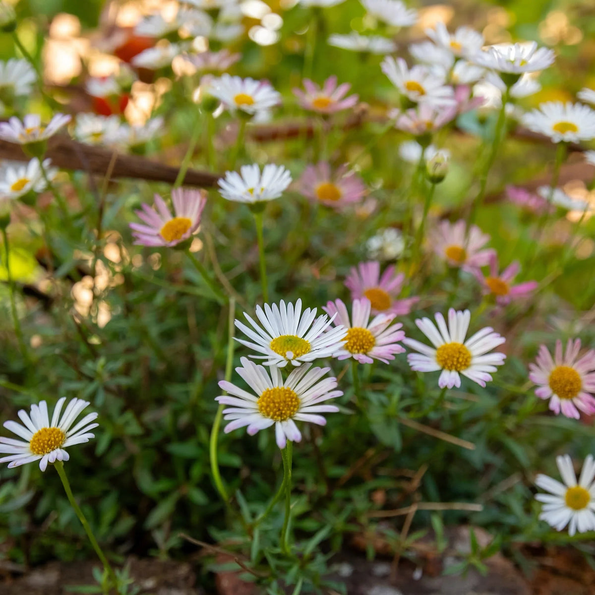 Blooming Erigeron Karvinskianus flowers growing in a garden border