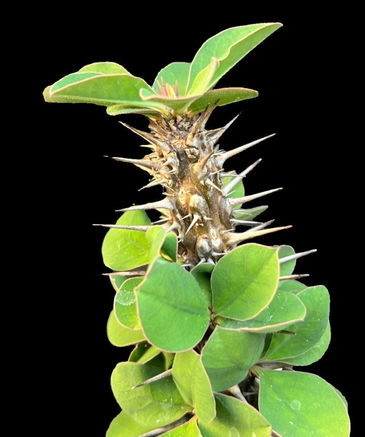 Green Euphorbia Didieroides Unique Plant Seeds for Outdoor Gardens ? Fresh Herb for Your Garden
