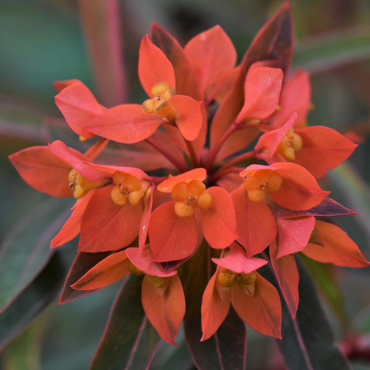 Heirloom Fireglow Flower Seeds, Non-GMO Bright Orange Blooms for Eye-Catching Garden Planting