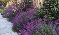 Lavender Barbara Flower Seeds – Heirloom, Non-GMO Seeds for Planting Fragrant Garden Blooms seeds for planting in home garden