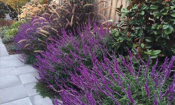 Lavender Barbara Flower Seeds – Heirloom, Non-GMO Seeds for Planting Fragrant Garden Blooms seeds for planting in home garden