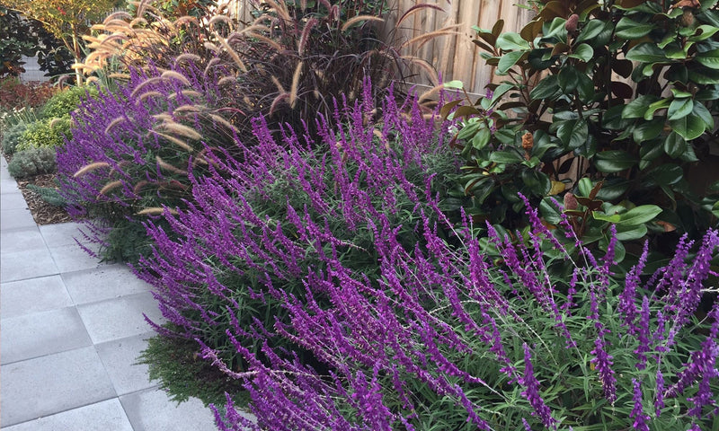 Lavender Barbara Flower Seeds – Heirloom, Non-GMO Seeds for Planting Fragrant Garden Blooms seeds for planting in home garden