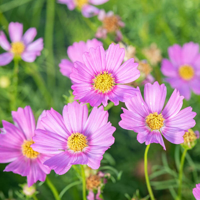 Cosmos Popsocks Pink Flower Seeds for Planting – Vibrant Blooms, Non-GMO, Heirloom