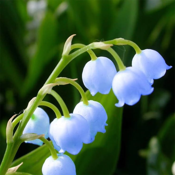 Convallaria Majalis Flower Seeds – Heirloom Non-GMO Seeds for Fragrant Shade Garden Planting