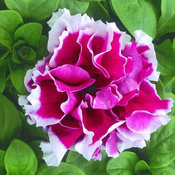 Petunia Double GF Pirouette Rose Flower Seeds for Planting - Heirloom, NON-GMO, Vibrant Blooms